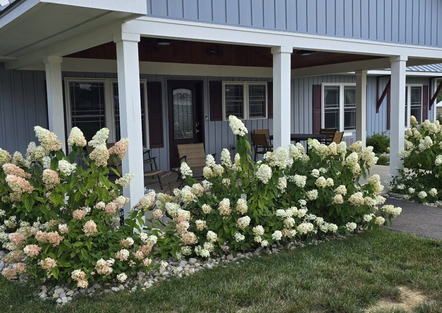 Blue farmhouse-style building with white columns and a covered porch, edged by large white-pink hydrangea bushes along a path.