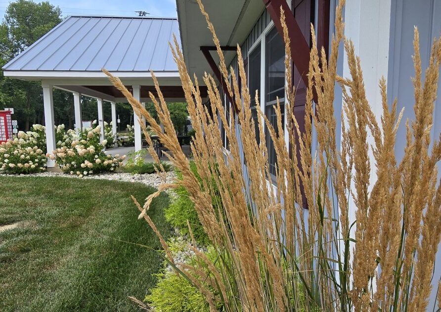 Tall golden ornamental grasses in the foreground with a light-blue building and white porch in the background.