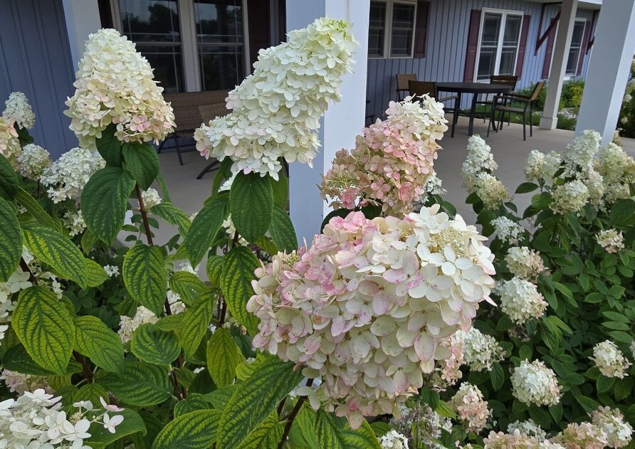 Clusters of pale pink and white hydrangea blossoms along a porch garden with green leaves in the foreground.