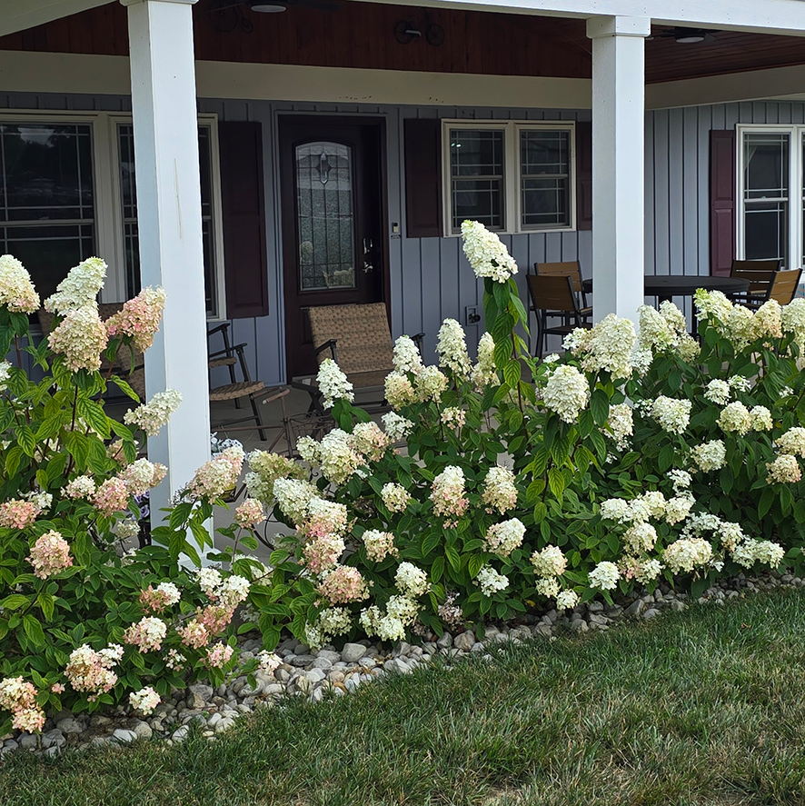 Backdoor2 - London Guest House Hydrangea bushes with white and pale pink blooms planted along a front porch with white pillars and outdoor chairs.